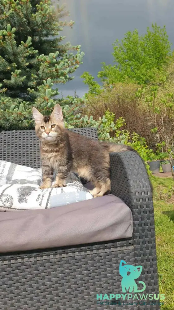 Edward Maine Coon male black ticked tabby - live animals