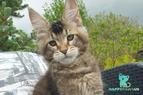 Edward Maine Coon male black ticked tabby - live animals