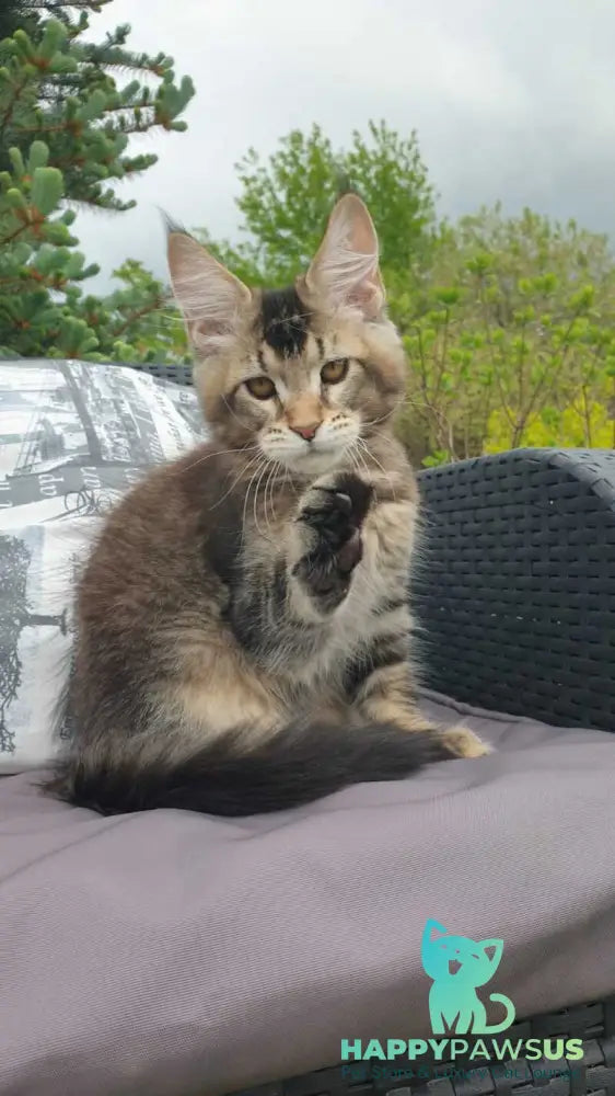 Edward Maine Coon male black ticked tabby - live animals