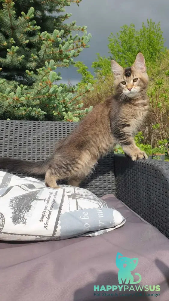 Edward Maine Coon male black ticked tabby - live animals