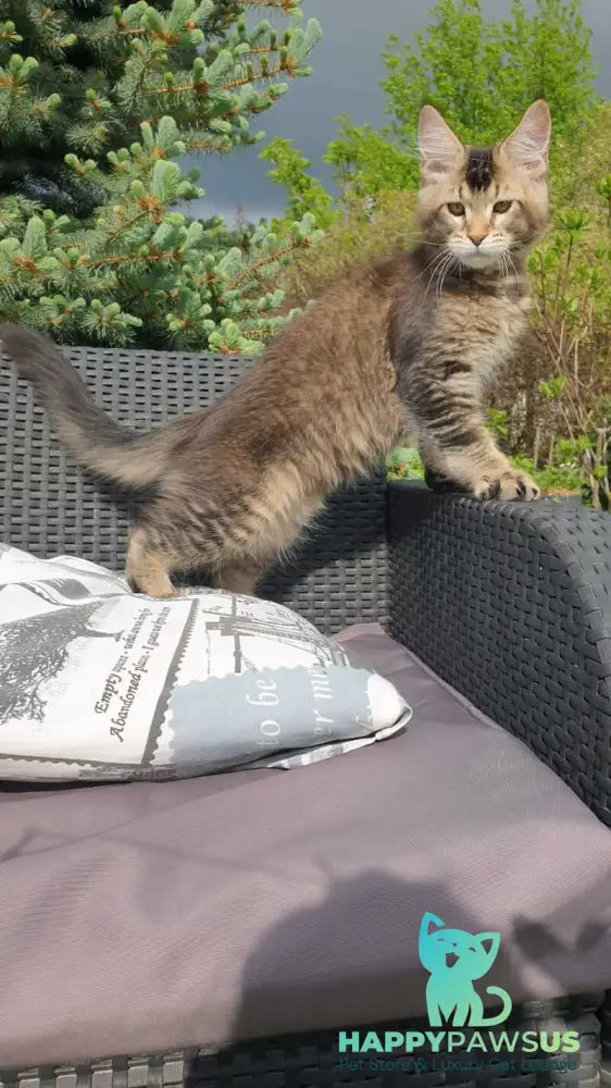 Edward Maine Coon male black ticked tabby - live animals