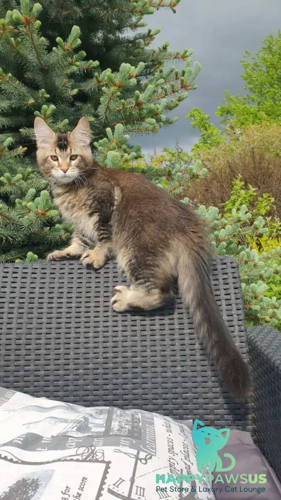 Edward Maine Coon male black ticked tabby - live animals