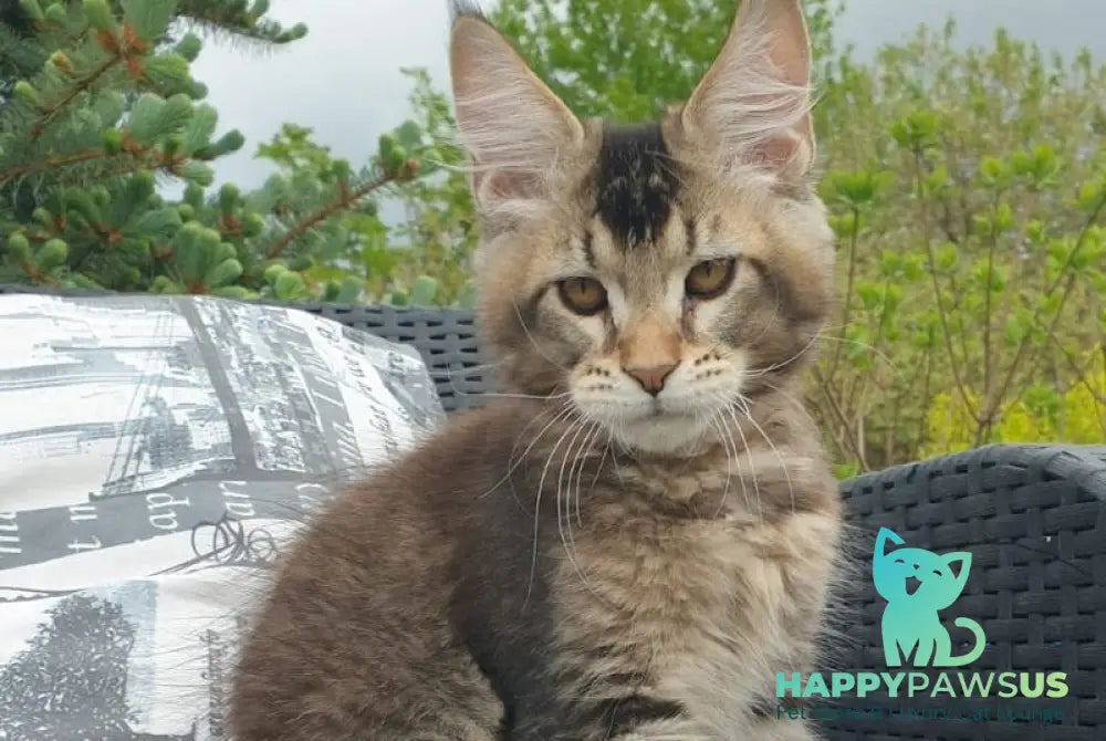 Edward Maine Coon male black ticked tabby - live animals