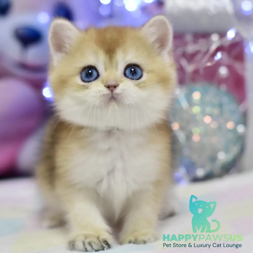 Edwin British Shorthair male black golden shaded - live animals
