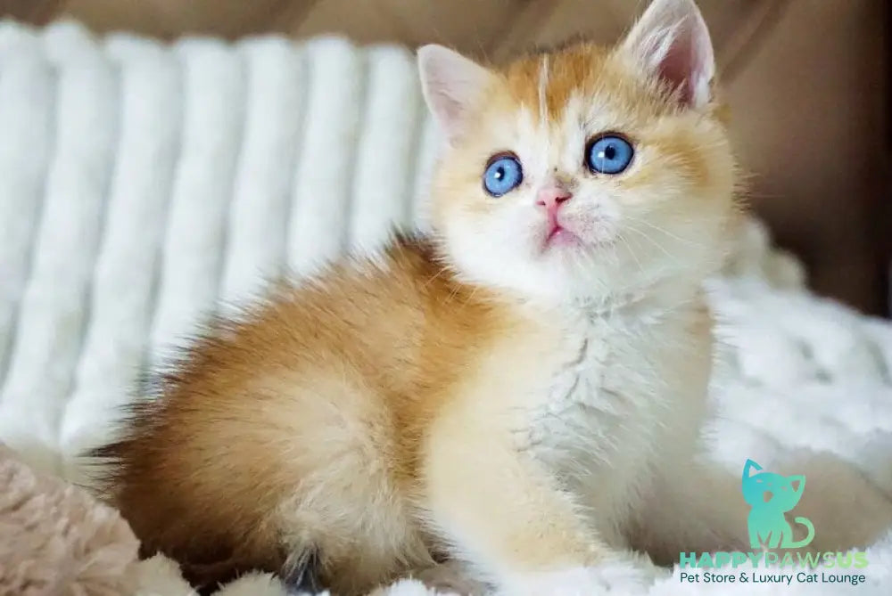 Edwin British Shorthair male black golden shaded with white - live animals