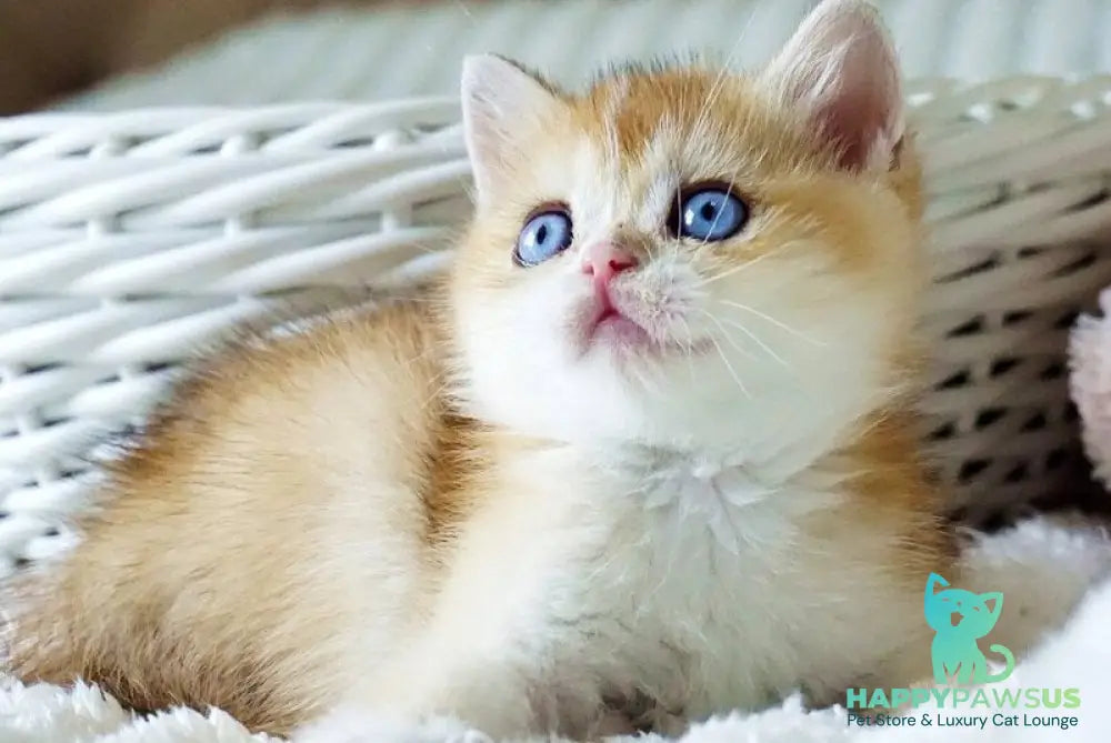 Edwin British Shorthair male black golden shaded with white - live animals