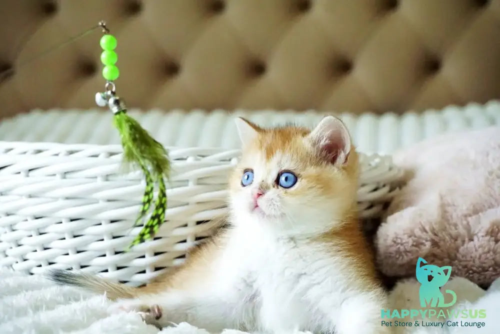 Edwin British Shorthair male black golden shaded with white - live animals