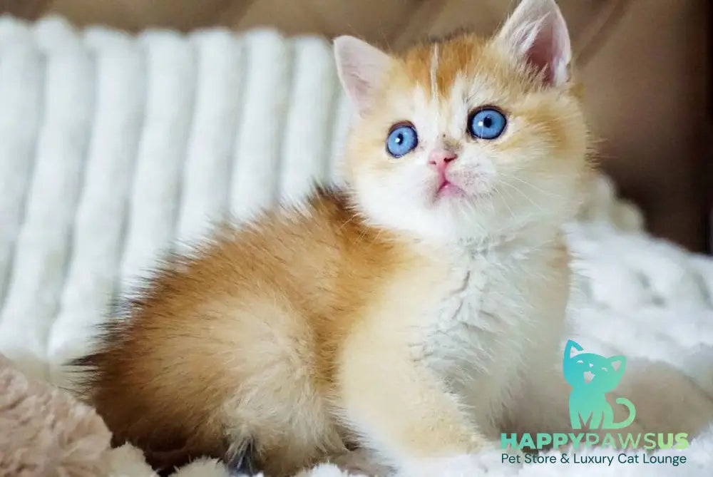Edwin British Shorthair male black golden shaded with white - live animals