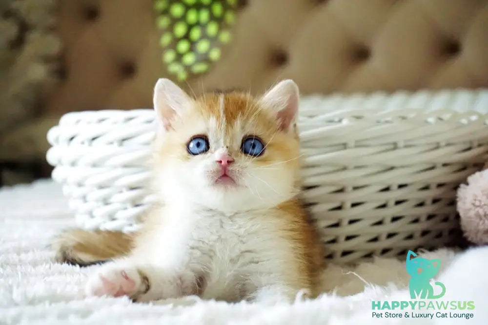 Edwin British Shorthair male black golden shaded with white - live animals