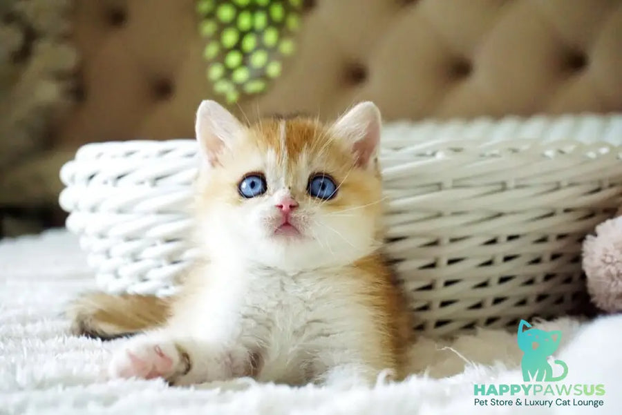 Edwin British Shorthair male black golden shaded with white - live animals