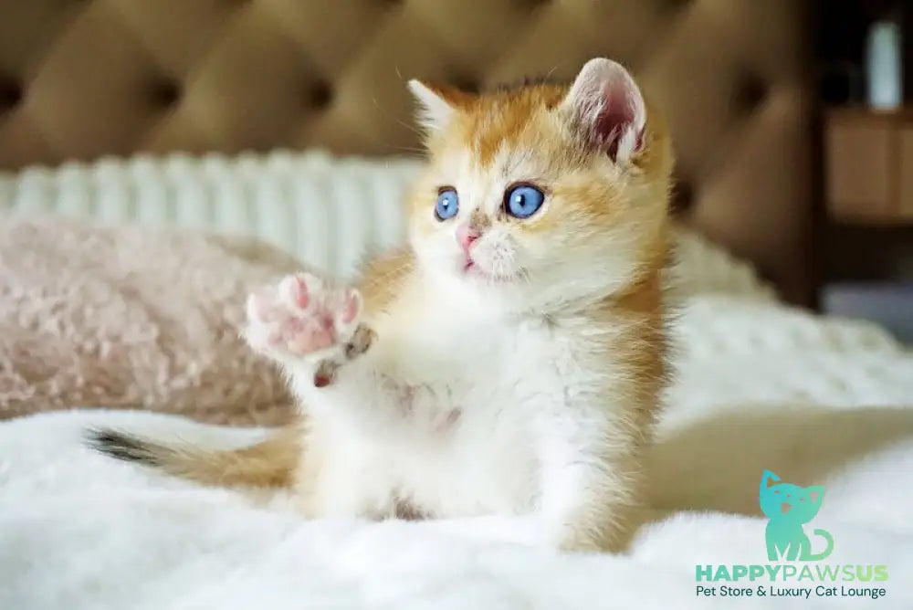Edwin British Shorthair male black golden shaded with white - live animals