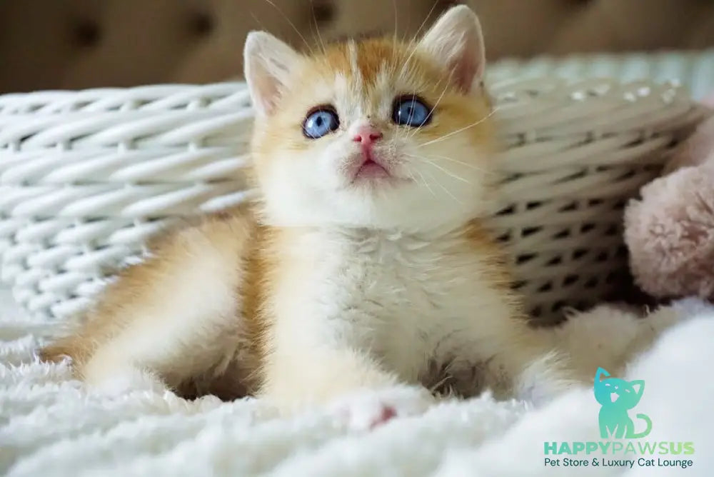 Edwin British Shorthair male black golden shaded with white - live animals
