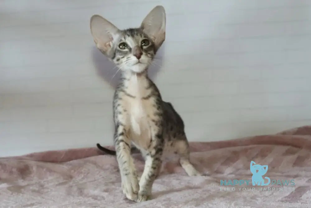 Edwin Oriental Shorthair male black tabby live animals
