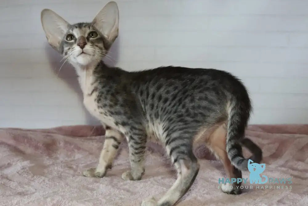 Edwin Oriental Shorthair male black tabby live animals