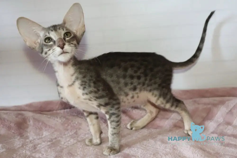 Edwin Oriental Shorthair male black tabby live animals