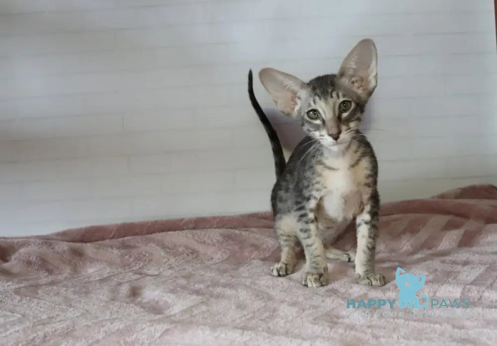 Edwin Oriental Shorthair male black tabby live animals
