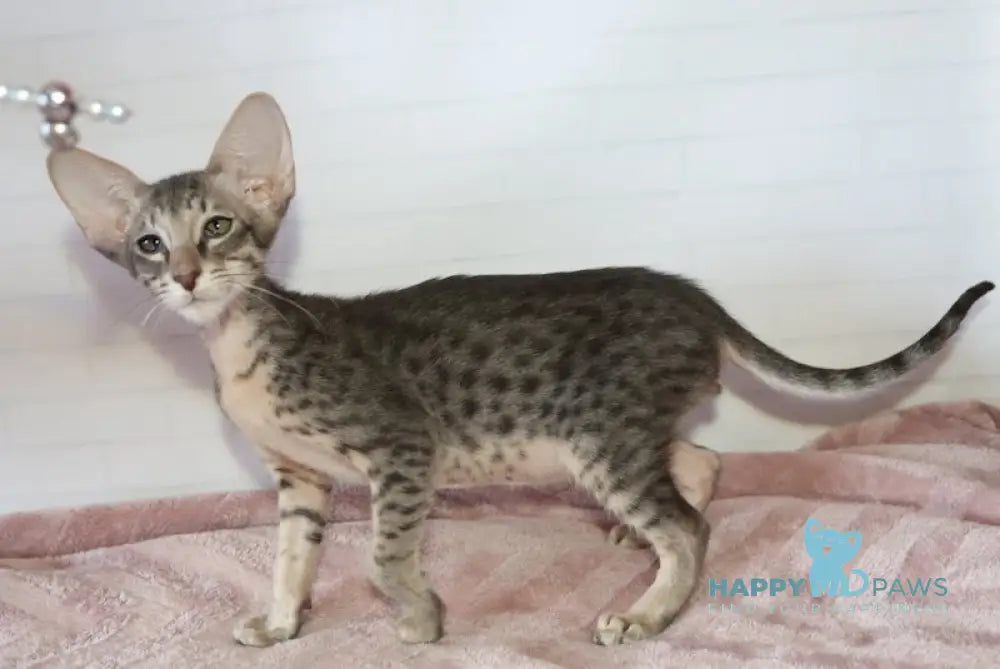Edwin Oriental Shorthair male black tabby live animals