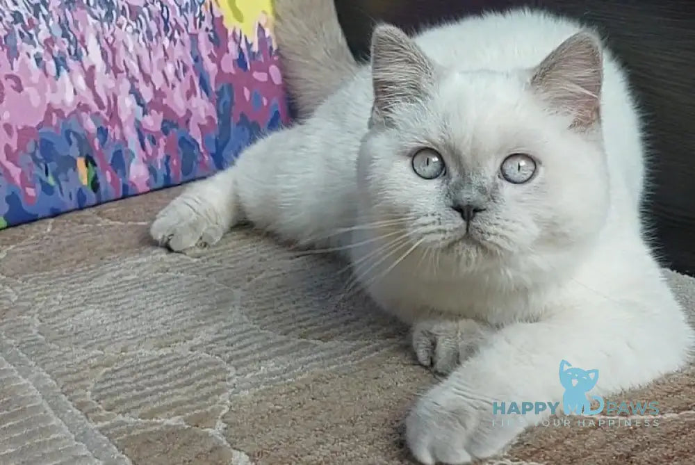 Edwin Scottish Straight Male Lilac Pointed Live Animals
