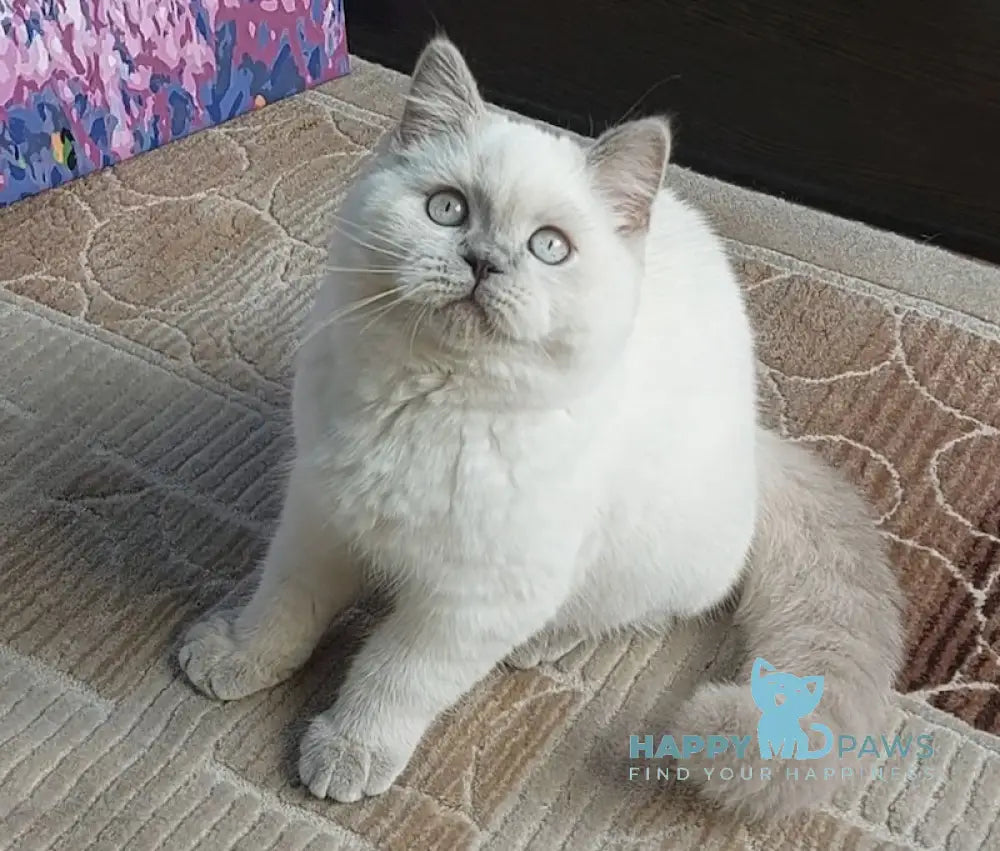 Edwin Scottish Straight Male Lilac Pointed Live Animals