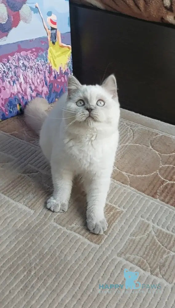 Edwin Scottish Straight Male Lilac Pointed Live Animals