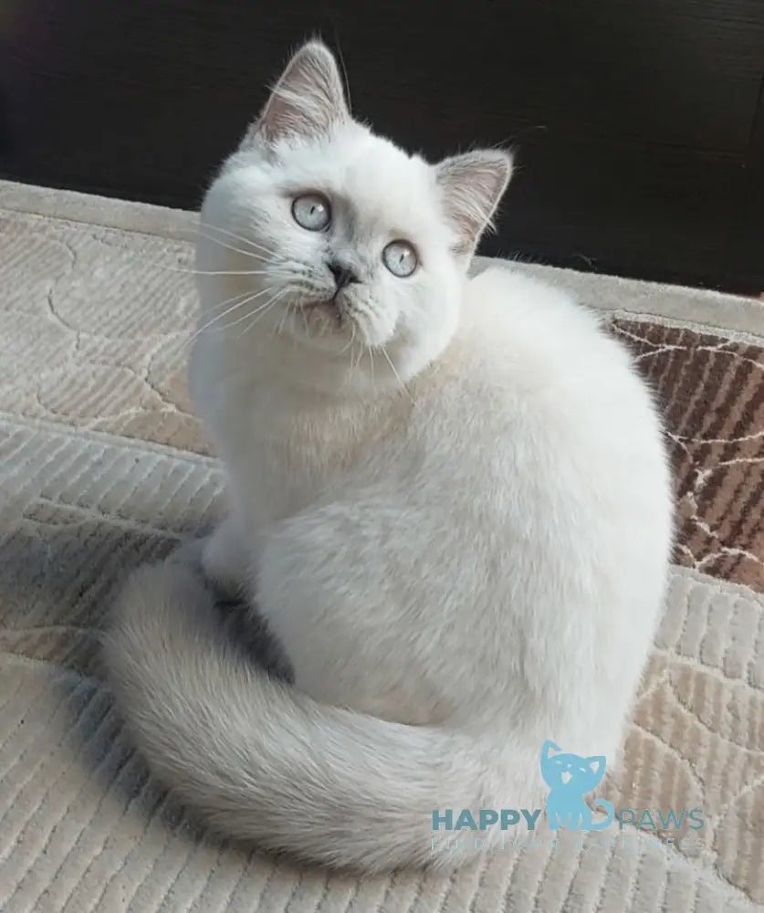 Edwin Scottish Straight Male Lilac Pointed Live Animals