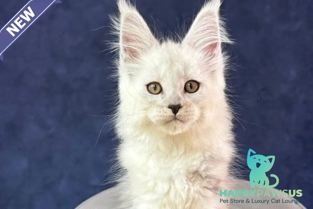 Effect Maine Coon male black silver - live animals
