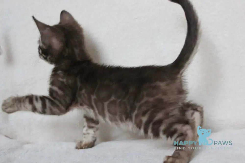 Efim Bengal male black amber spotted tabby pointed live animals