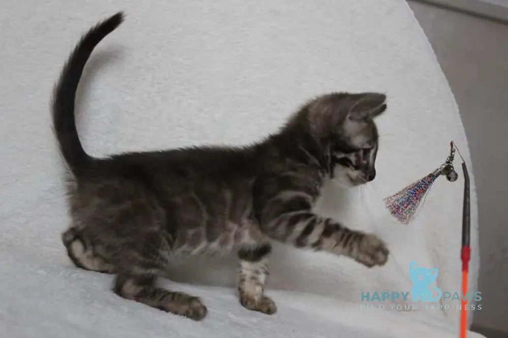 Efim Bengal male black amber spotted tabby pointed live animals