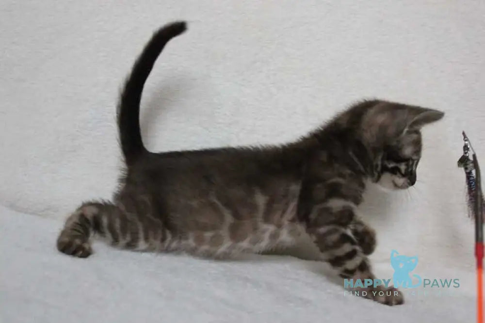 Efim Bengal male black amber spotted tabby pointed live animals