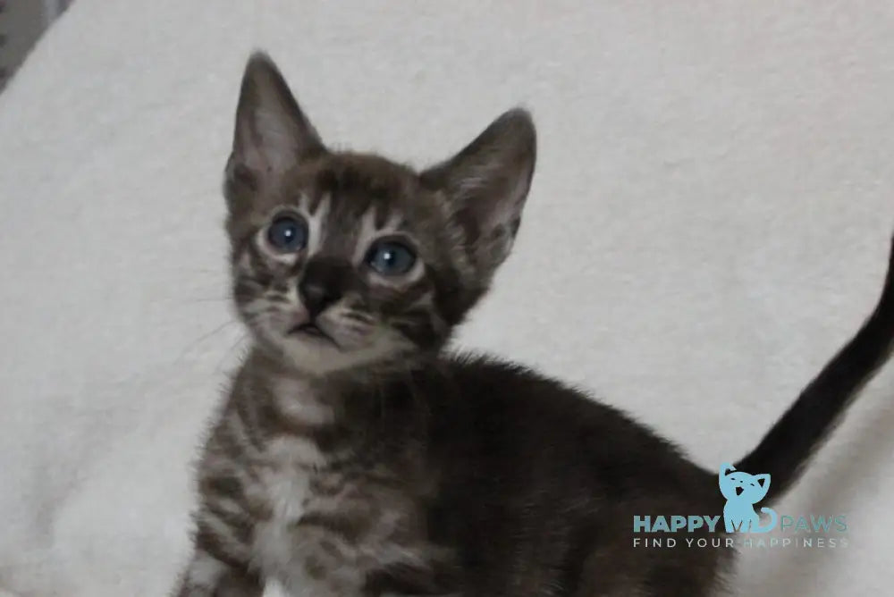 Efim Bengal male black amber spotted tabby pointed live animals