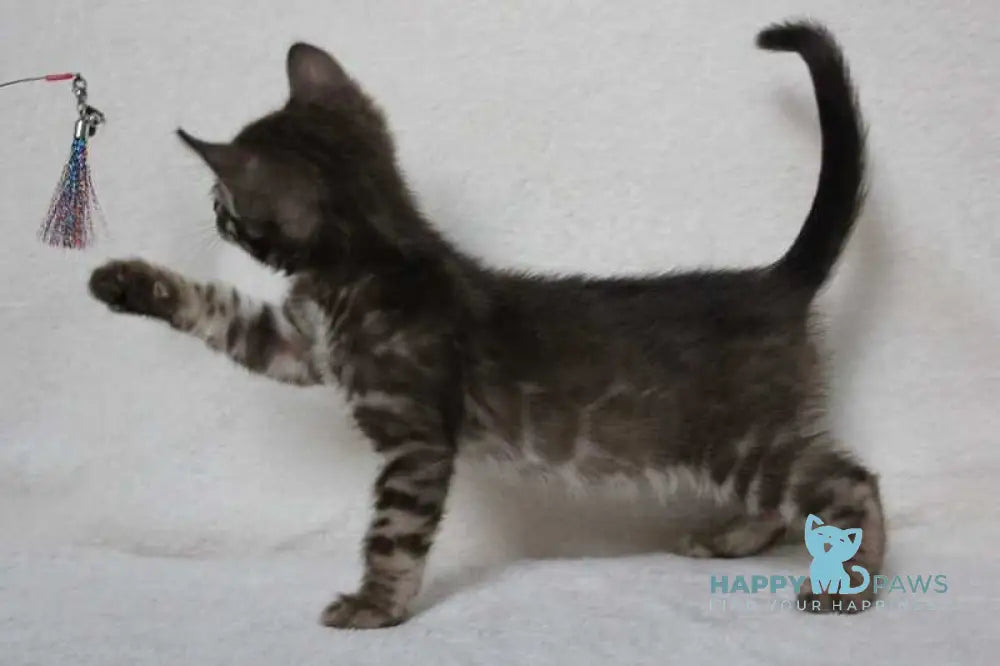 Efim Bengal male black amber spotted tabby pointed live animals