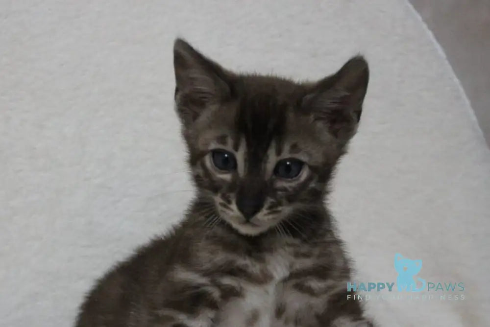 Efim Bengal male black amber spotted tabby pointed live animals