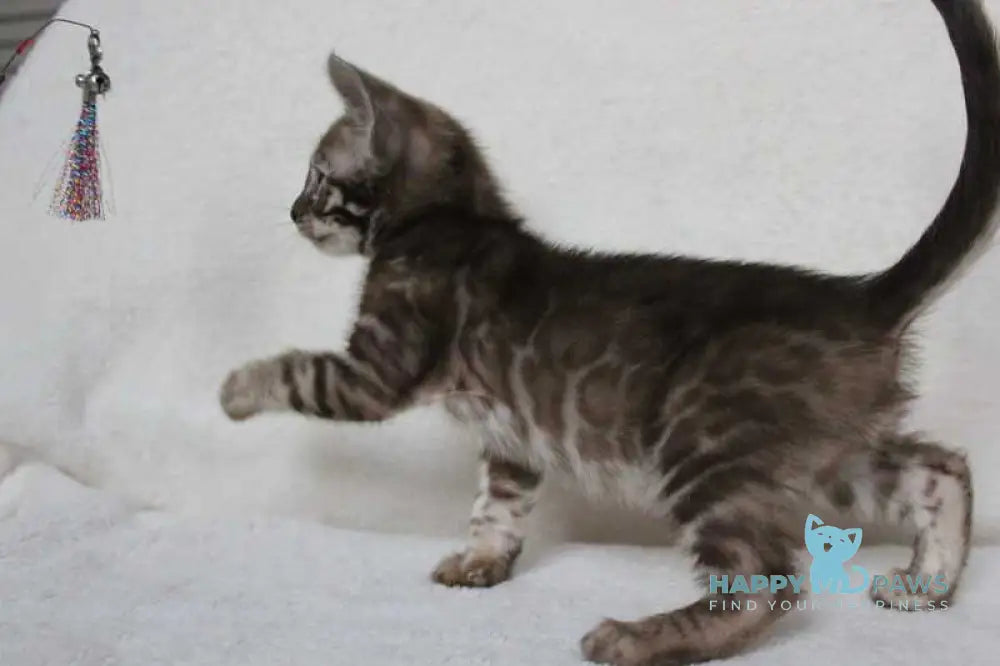 Efim Bengal male black amber spotted tabby pointed live animals