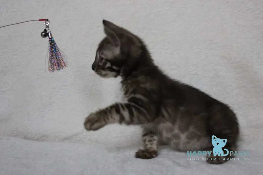 Efim Bengal male black amber spotted tabby pointed live animals