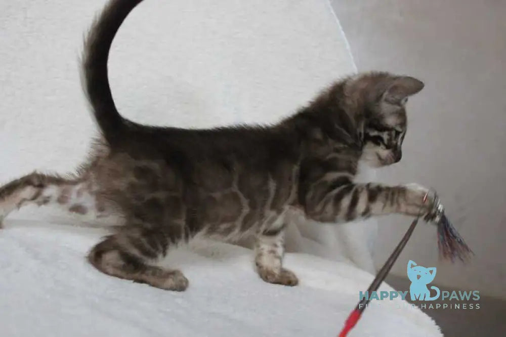 Efim Bengal male black amber spotted tabby pointed live animals