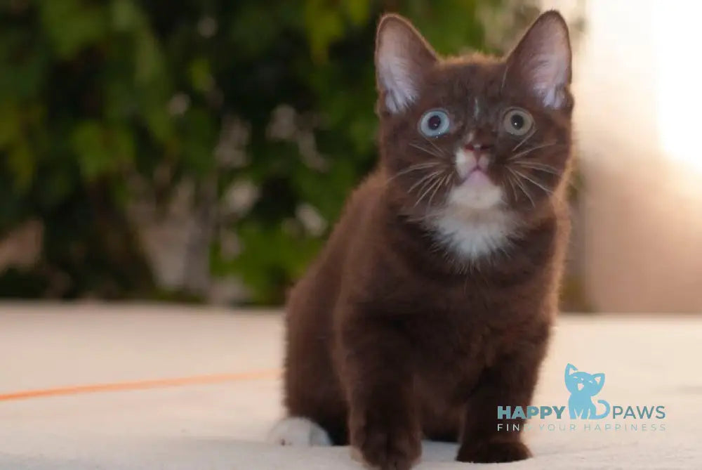 Efim British Shorthair male chocolate live animals