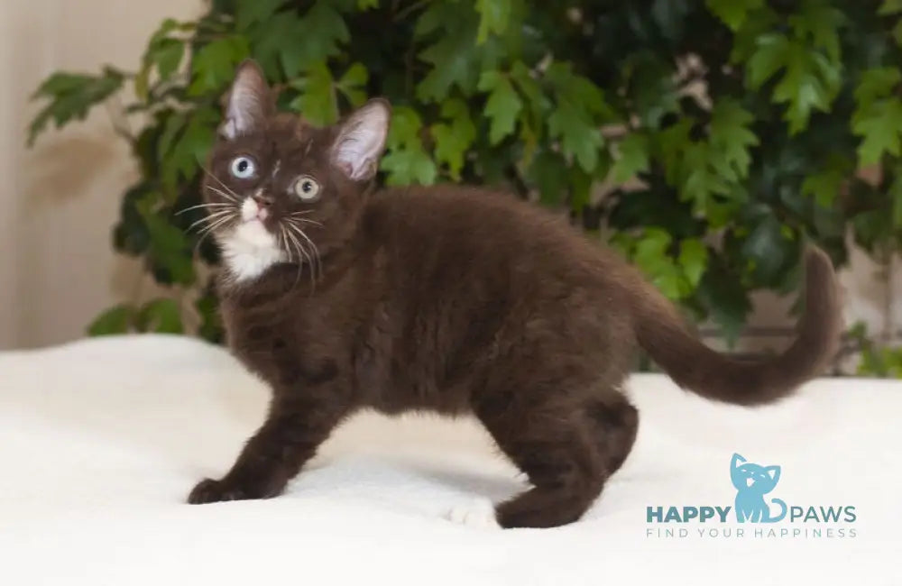 Efim British Shorthair male chocolate live animals