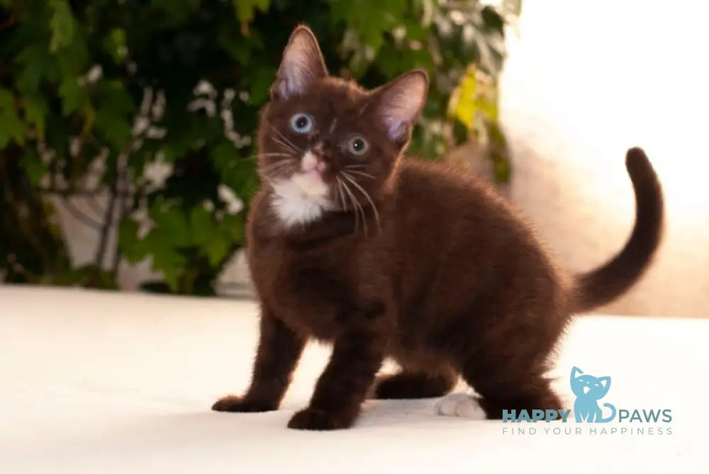 Efim British Shorthair male chocolate live animals