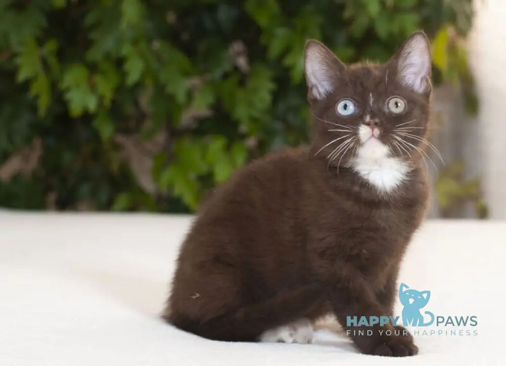 Efim British Shorthair male chocolate live animals