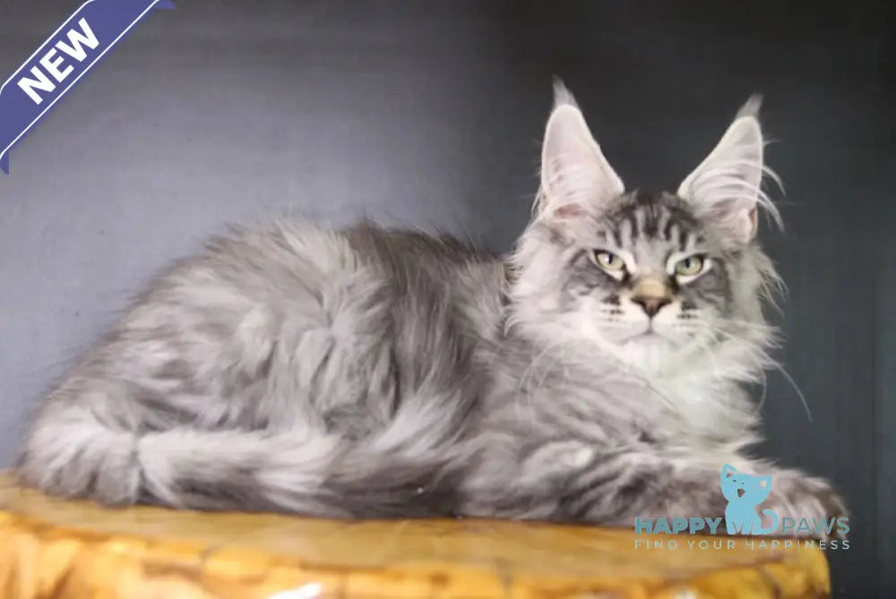 Efim Maine Coon male black silver tabby live animals