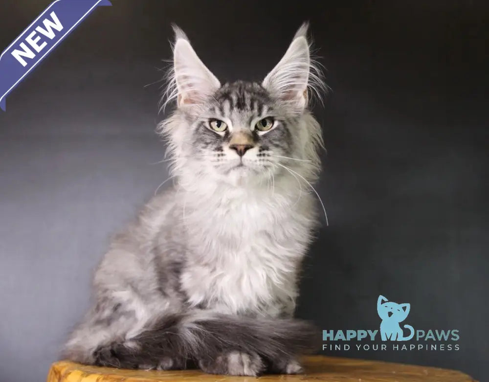 Efim Maine Coon male black silver tabby live animals