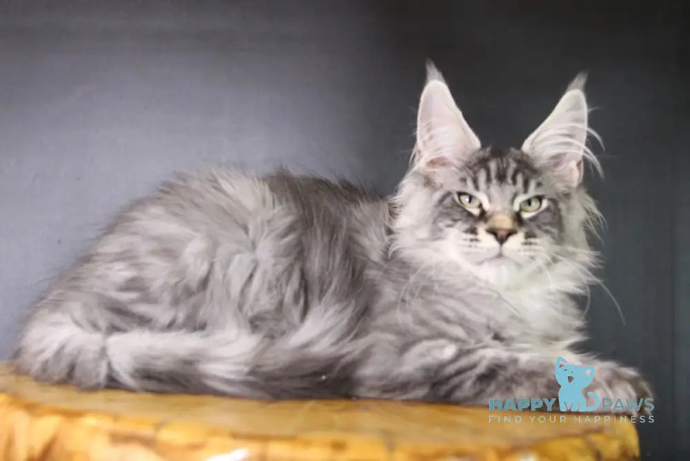 Efim Maine Coon male black silver tabby live animals