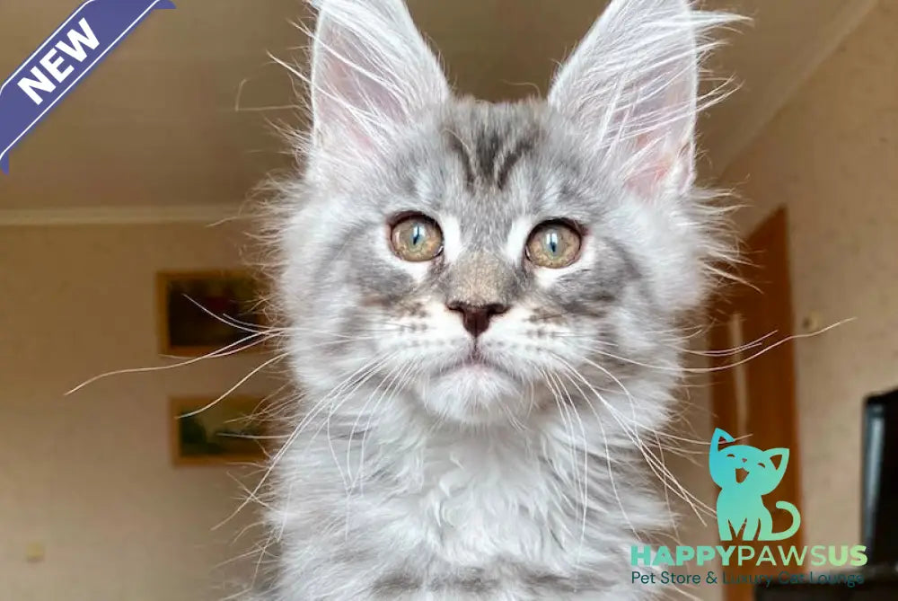Efim Maine Coon male blue silver tabby - live animals