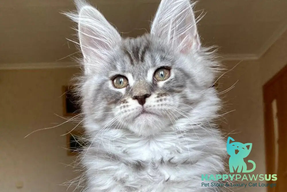 Efim Maine Coon male blue silver tabby - live animals