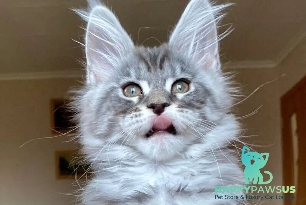 Efim Maine Coon male blue silver tabby - live animals