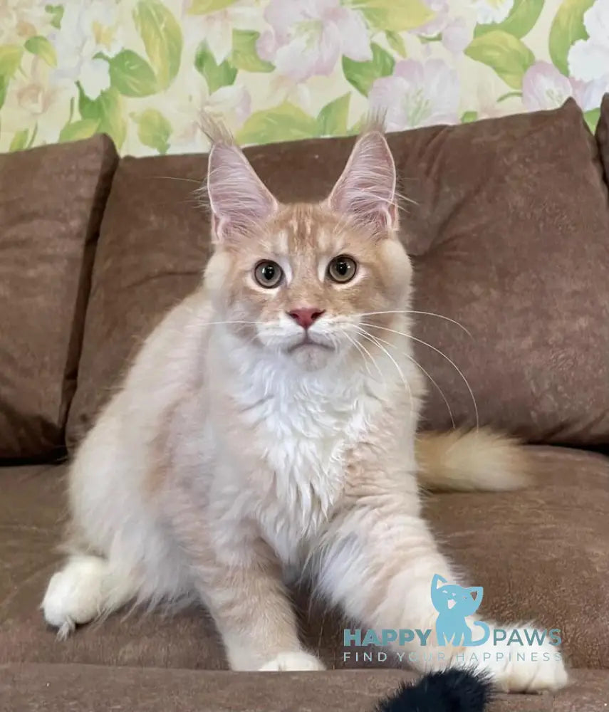 Efim Maine Coon male cream silver tabby with white live animals