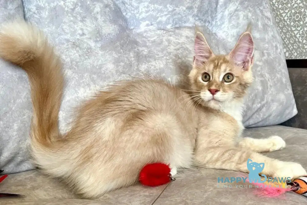 Efim Maine Coon male cream silver tabby with white live animals