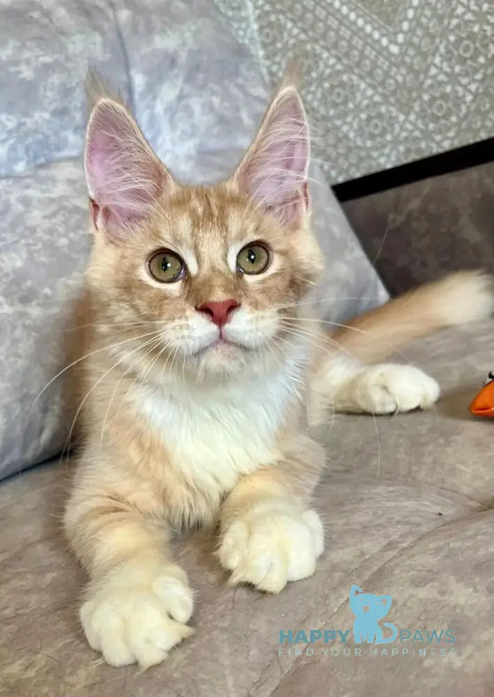 Efim Maine Coon male cream silver tabby with white live animals
