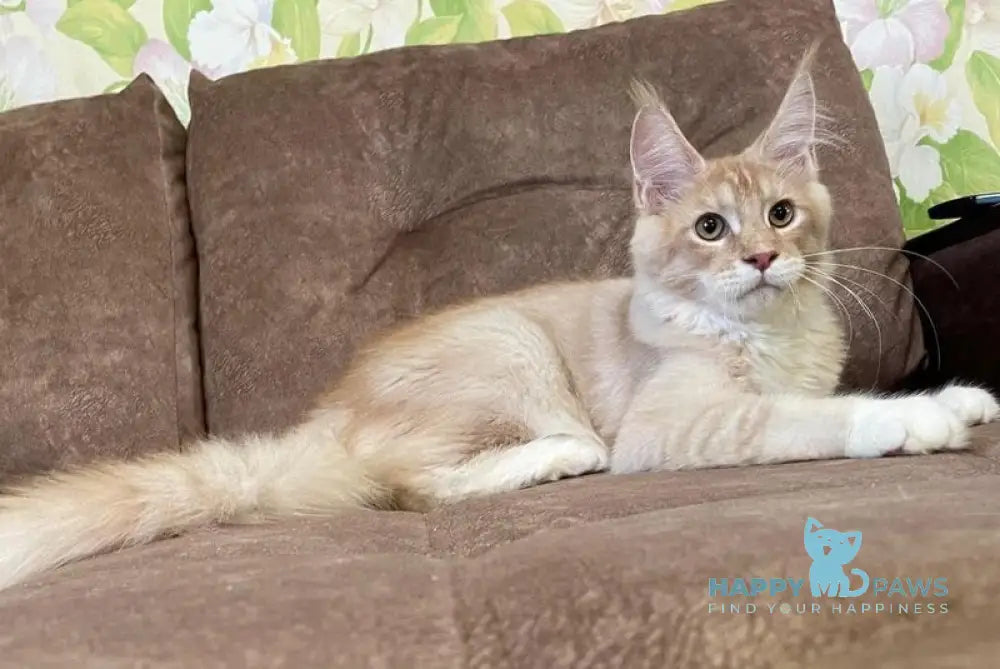 Efim Maine Coon male cream silver tabby with white live animals