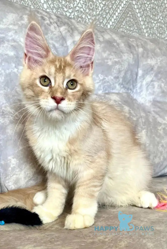 Efim Maine Coon male cream silver tabby with white live animals